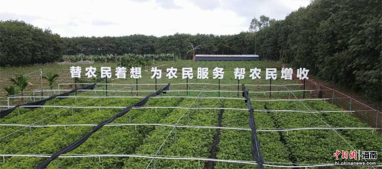 海南烟草：定点帮扶赋能“香”村共富路
