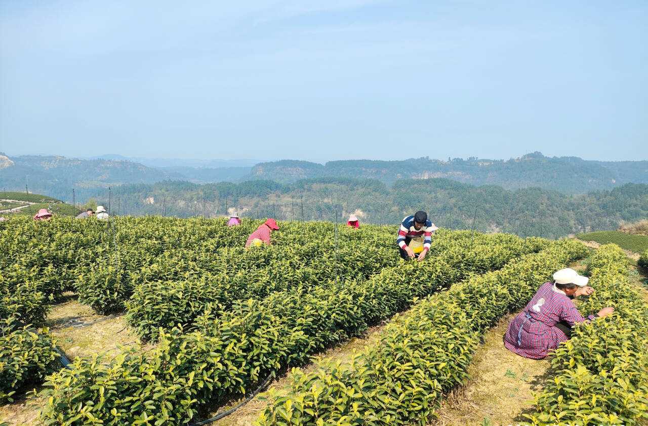 从“薄产茶山”到“富民银行”