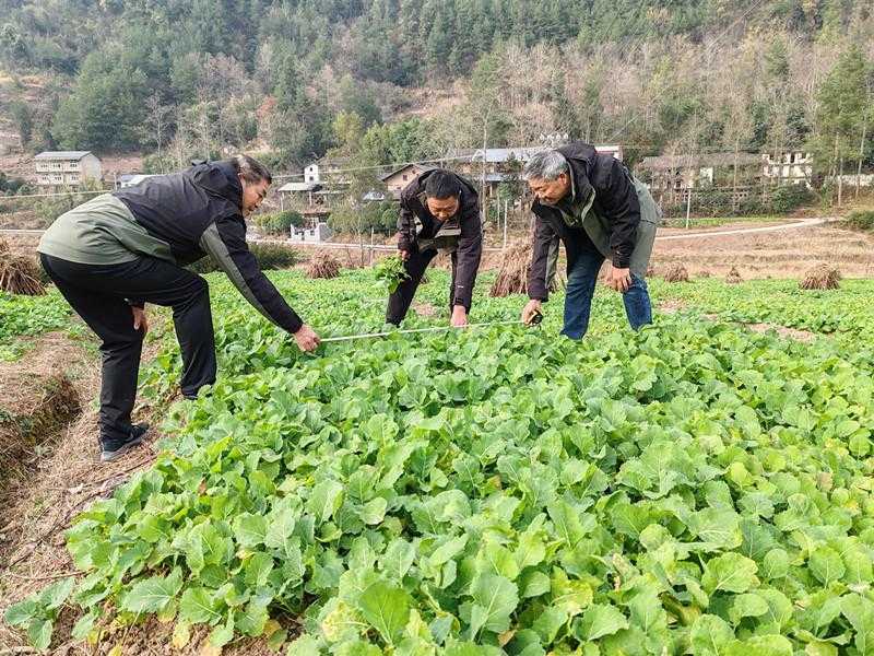 重庆万州区局（分公司）扎实开展绿肥翻压工作