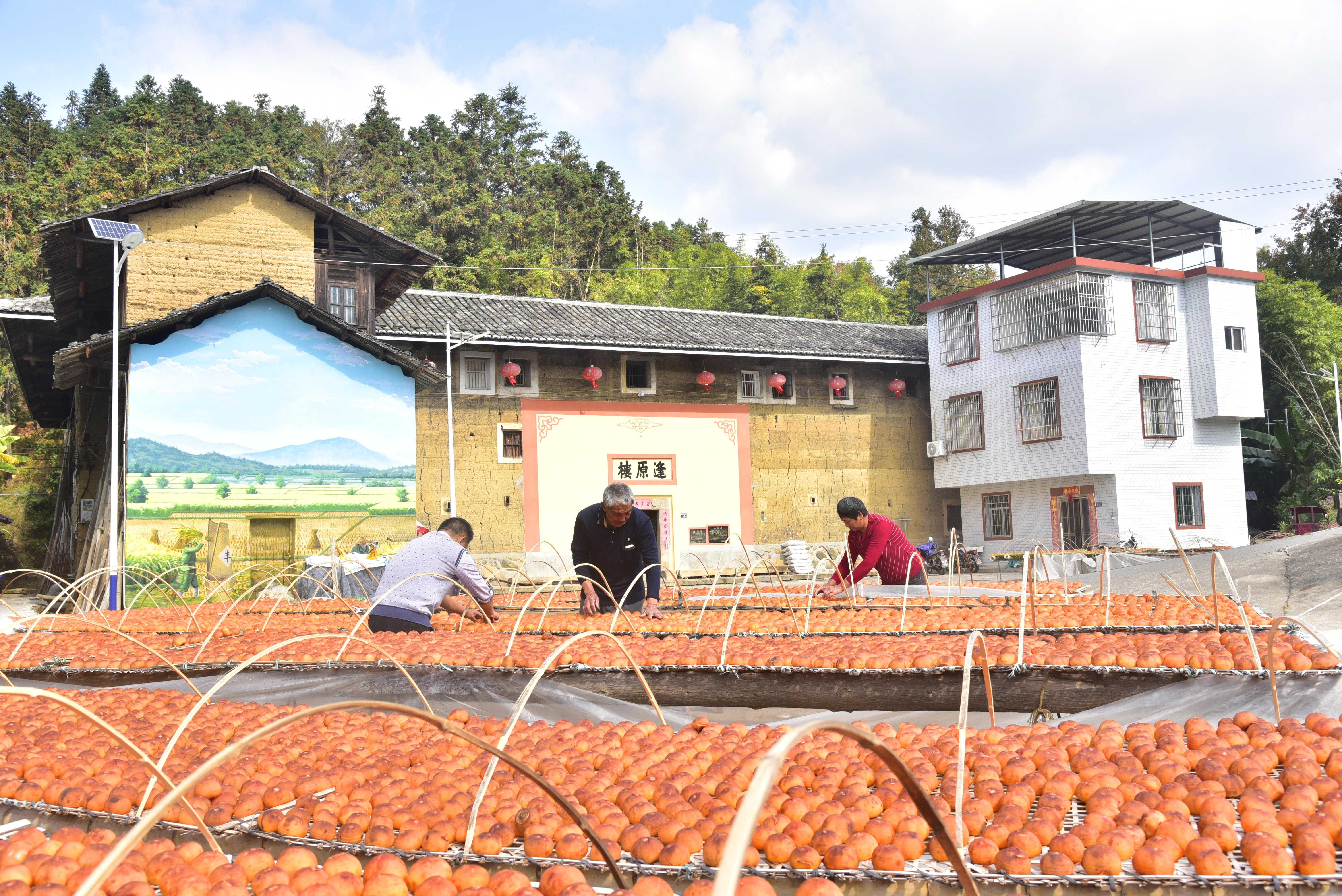 福建龙岩永定区局（分公司）帮扶村柿饼丰收忙